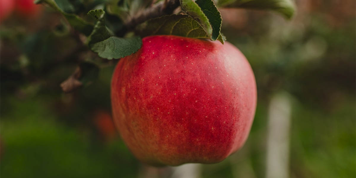 Ambrosia™, la dolce influencer che spopola in rete